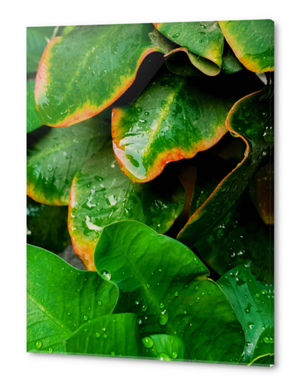 Closeup green tropical leaves plant texture background Acrylic prints by Timmy333