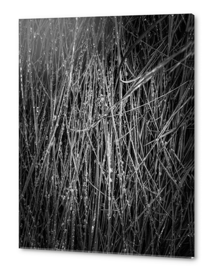 silky grass texture in black and white Acrylic prints by Timmy333