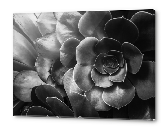 succulent plant texture in black and white Acrylic prints by Timmy333