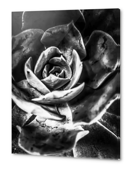 closeup succulent plant in black and white Acrylic prints by Timmy333