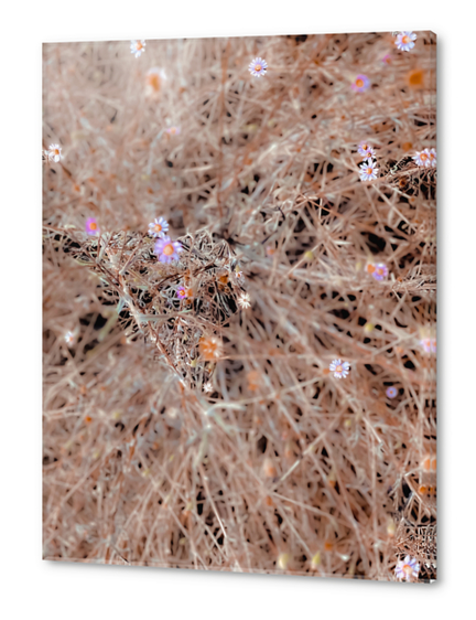 blooming white and pink flowers with dry brown grass background Acrylic prints by Timmy333