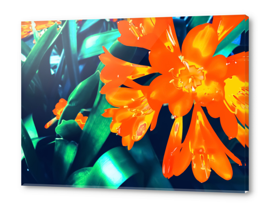 blooming orange Clivia flowers with green leaves background Acrylic prints by Timmy333