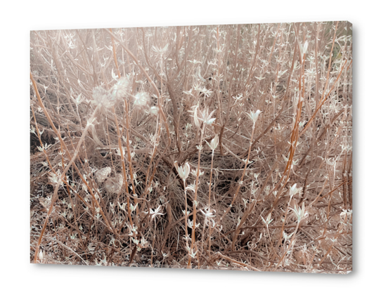 blooming dry plant with brown dry grass field abstract background Acrylic prints by Timmy333