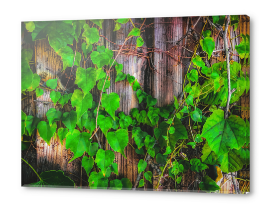 closeup green ivy leaves with wood wall background Acrylic prints by Timmy333