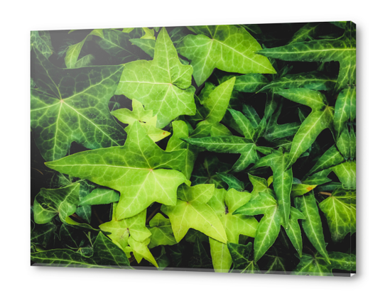 green ivy leaves garden background Acrylic prints by Timmy333