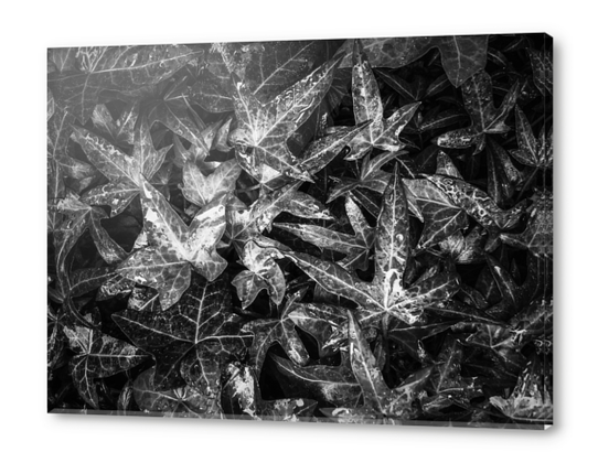 closeup ivy leaves texture abstract background in black and white Acrylic prints by Timmy333