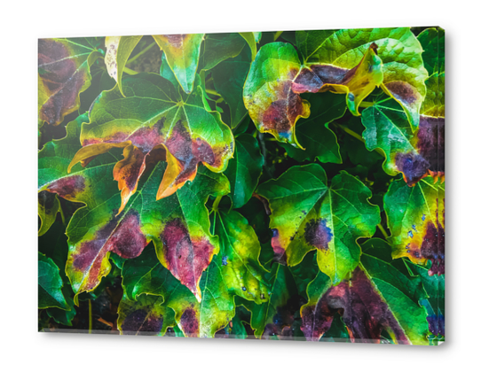 closeup green ivy leaves texture background Acrylic prints by Timmy333