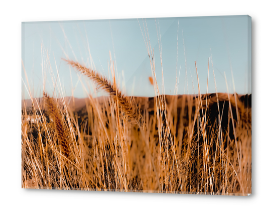 Closeup blooming grass flowers with blue sky background Acrylic prints by Timmy333