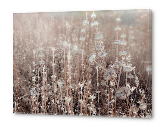 blooming dry flowers with brown dry grass field texture background Acrylic prints by Timmy333