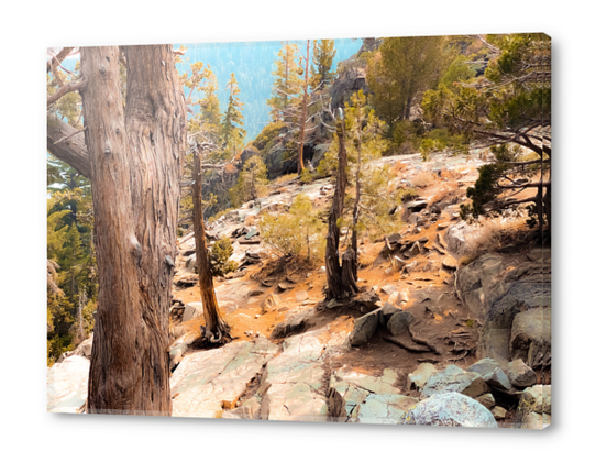 green pine tree at Lake Tahoe California USA Acrylic prints by Timmy333