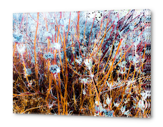 dry wildflowers abstract with dry grass background Acrylic prints by Timmy333