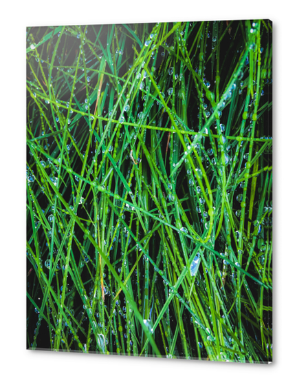 closeup green grass field texture with raindrops Acrylic prints by Timmy333