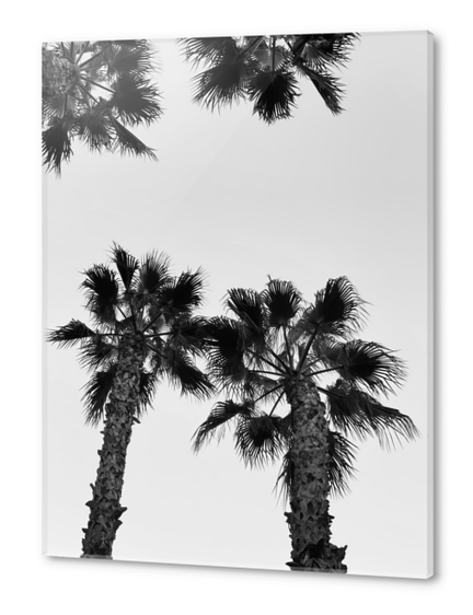 palm tree with clear sky in black and white Acrylic prints by Timmy333