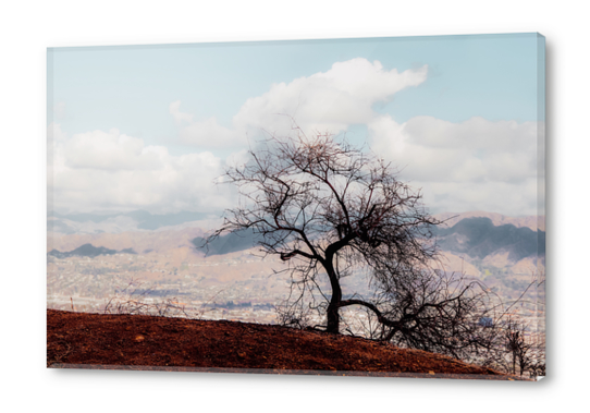 Isolated tree on the mountain with blue cloudy sky from the hiking trail to Hollywood Sign Los Angeles California USA Acrylic prints by Timmy333