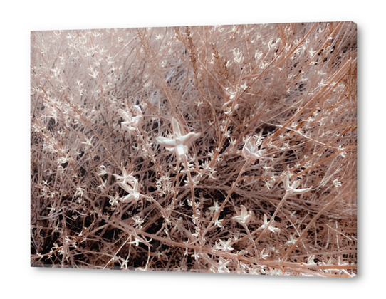 blooming dry plant with brown dry grass field background Acrylic prints by Timmy333