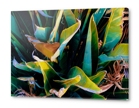 closeup green bird of paradise leaves texture background Acrylic prints by Timmy333