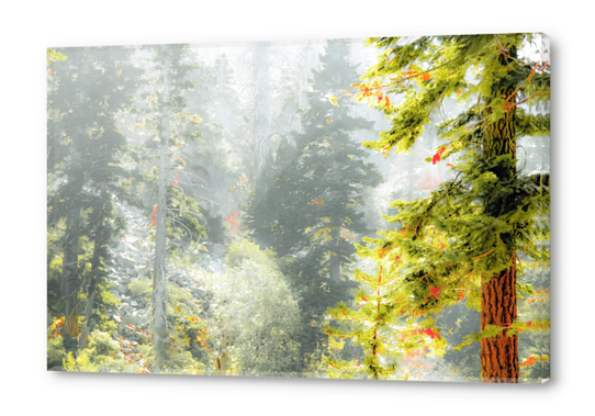 green pine tree background Acrylic prints by Timmy333