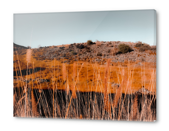 Closeup blooming grass flowers with blue sky background Acrylic prints by Timmy333