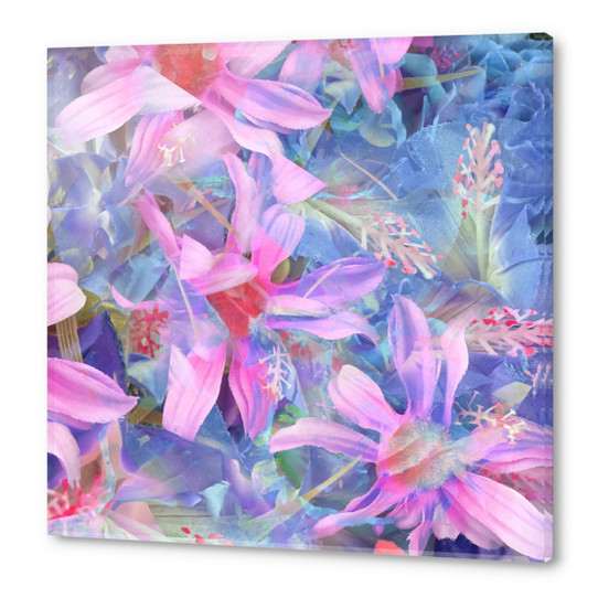 blooming pink and blue daisy flower abstract background Acrylic prints by Timmy333