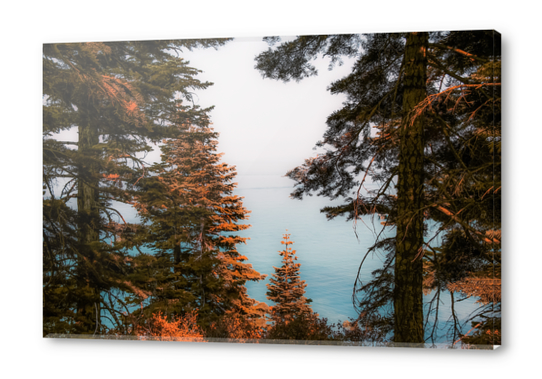 Pine tree and lake view at Emerald Bay Lake Tahoe California USA Acrylic prints by Timmy333