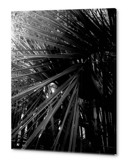 palm leaves texture abstract background in black and white Acrylic prints by Timmy333