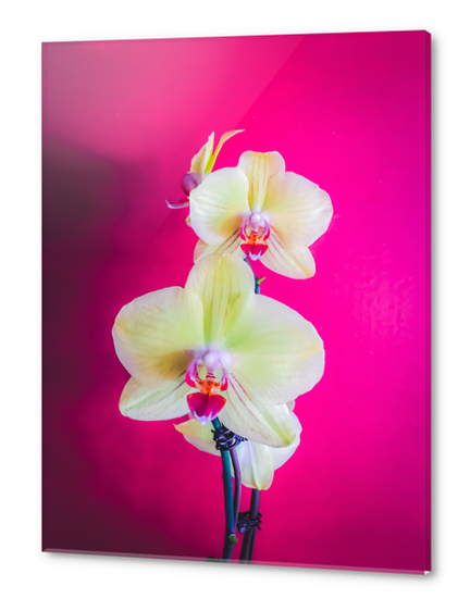 closeup white and pink orchids plant with pink background Acrylic prints by Timmy333