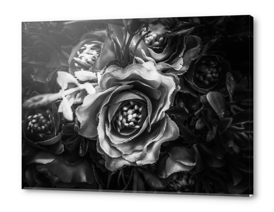 closeup roses texture background in black and white Acrylic prints by Timmy333