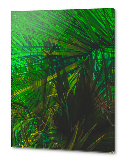 Closeup green palm leaves texture abstract background Acrylic prints by Timmy333