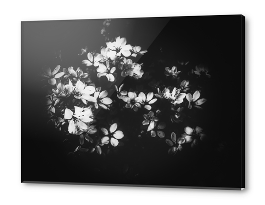 flowers background in black and white Acrylic prints by Timmy333