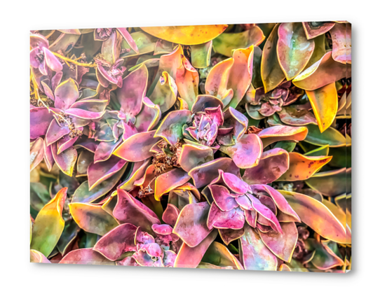 green and pink succulent plant garden texture background Acrylic prints by Timmy333