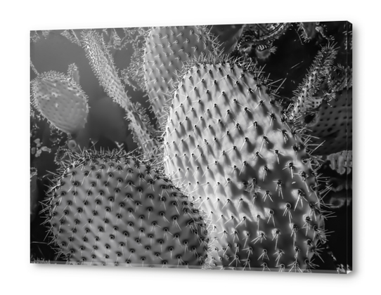 Closeup cactus plant texture background in black and white Acrylic prints by Timmy333