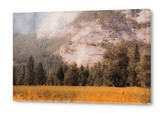 pine tree with mountain background at Yosemite national park California USA Acrylic prints by Timmy333