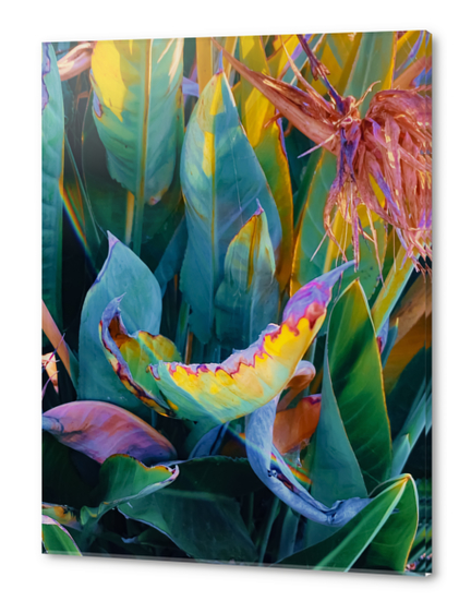 green bird of paradise leaves texture background Acrylic prints by Timmy333