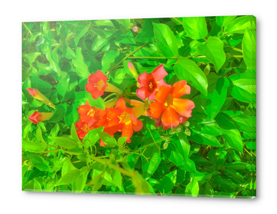 closeup blooming orange flowers with green leaves Acrylic prints by Timmy333