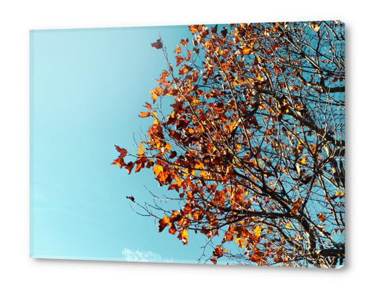 Orange autumn tree leaves with blue sky background Acrylic prints by Timmy333