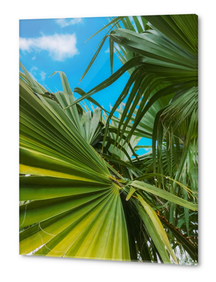 green palm leaves abstract with blue sky background Acrylic prints by Timmy333