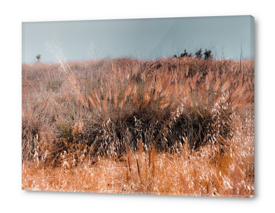 blooming grass flowers field with blue sky background Acrylic prints by Timmy333