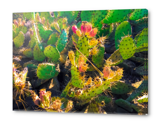 Closeup green and pink cactus garden texture background Acrylic prints by Timmy333