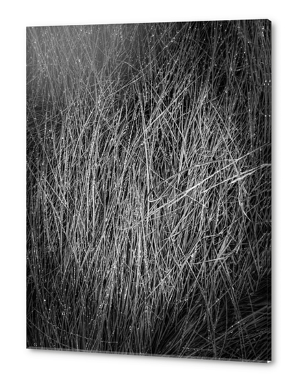 grass texture abstract in black and white Acrylic prints by Timmy333