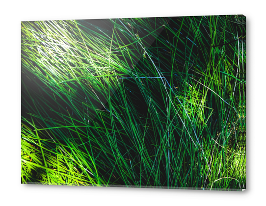 closeup green grass field texture abstract background Acrylic prints by Timmy333