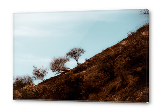 tree on the hill with blue sky at Los Angeles California USA Acrylic prints by Timmy333