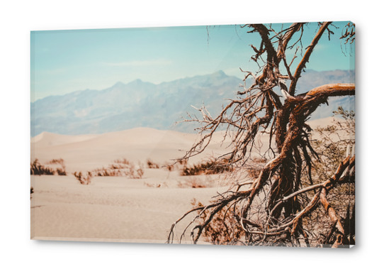 Tree branch with sand desert and mountain view at Death Valley national park California USA Acrylic prints by Timmy333