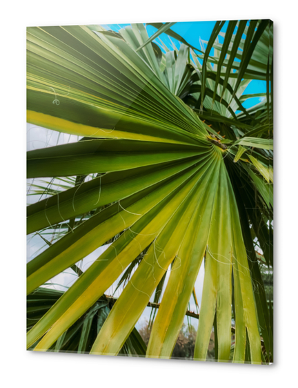 green palm leaves texture with blue sky background Acrylic prints by Timmy333