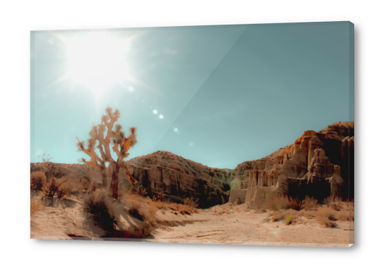 Desert and cactus with summer sunlight at Red Rock Canyon State Park California USA Acrylic prints by Timmy333