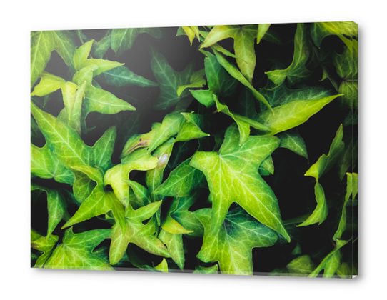 closeup green ivy leaves garden background Acrylic prints by Timmy333