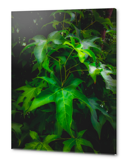 closeup green leaves plant texture background Acrylic prints by Timmy333