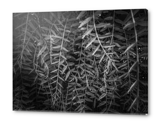 closeup leaves texture background in black and white Acrylic prints by Timmy333