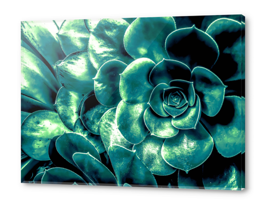 closeup green succulent plant background Acrylic prints by Timmy333