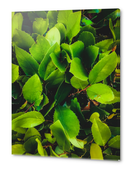 closeup green leaves texture background Acrylic prints by Timmy333