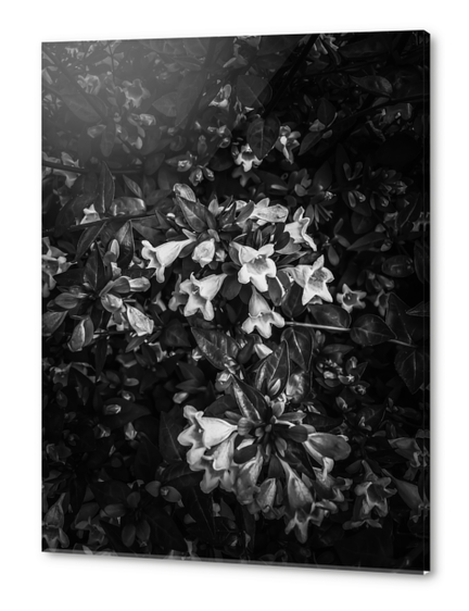 blooming flowers in black and white Acrylic prints by Timmy333